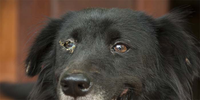 Enfekte bir gözü olan köpek Enfekte bir gözü olan köpek