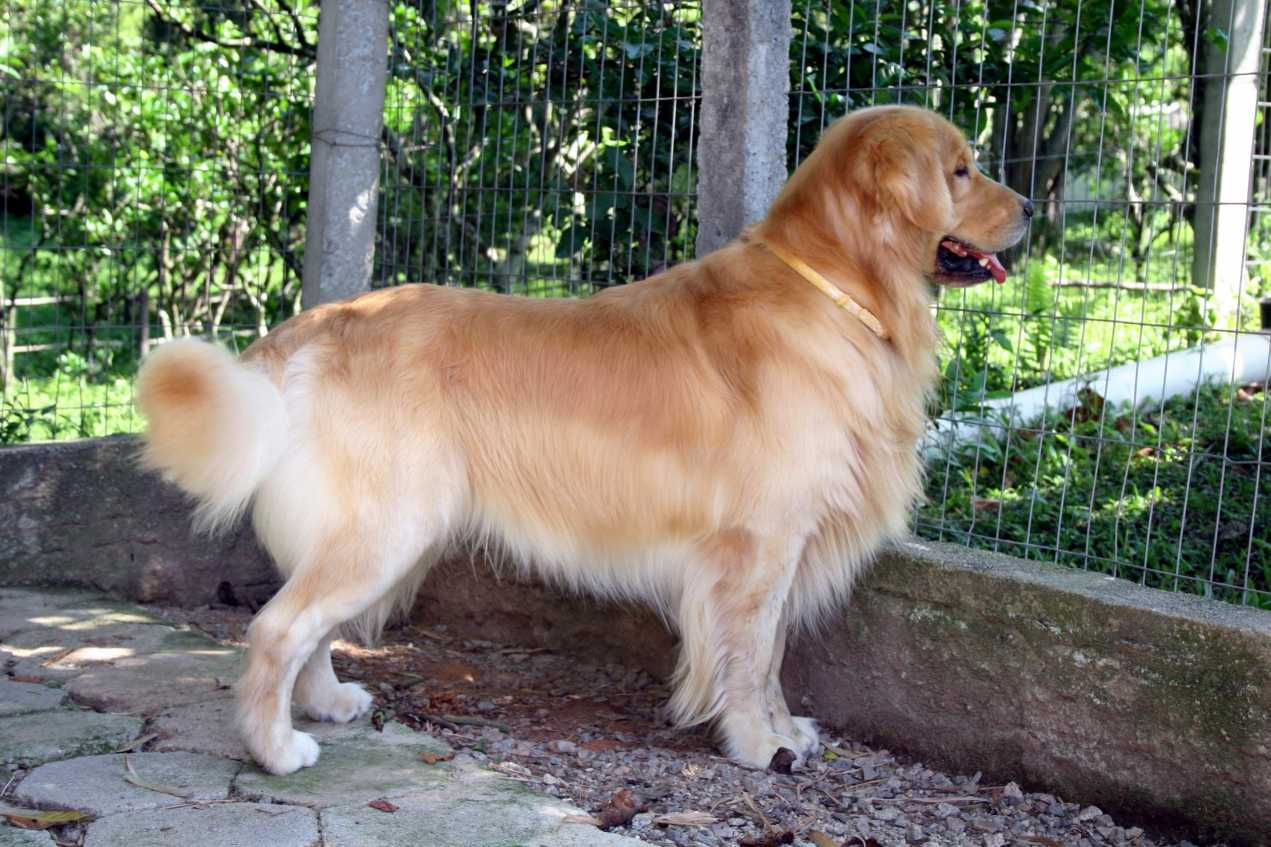 Golden Retriever Çok Tüy Döker mi, Dökmemesi için Ne Yapmalı?