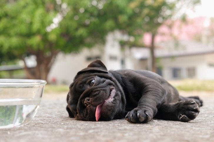 Köpeklere Kalp Masajı Nasıl Yapılır