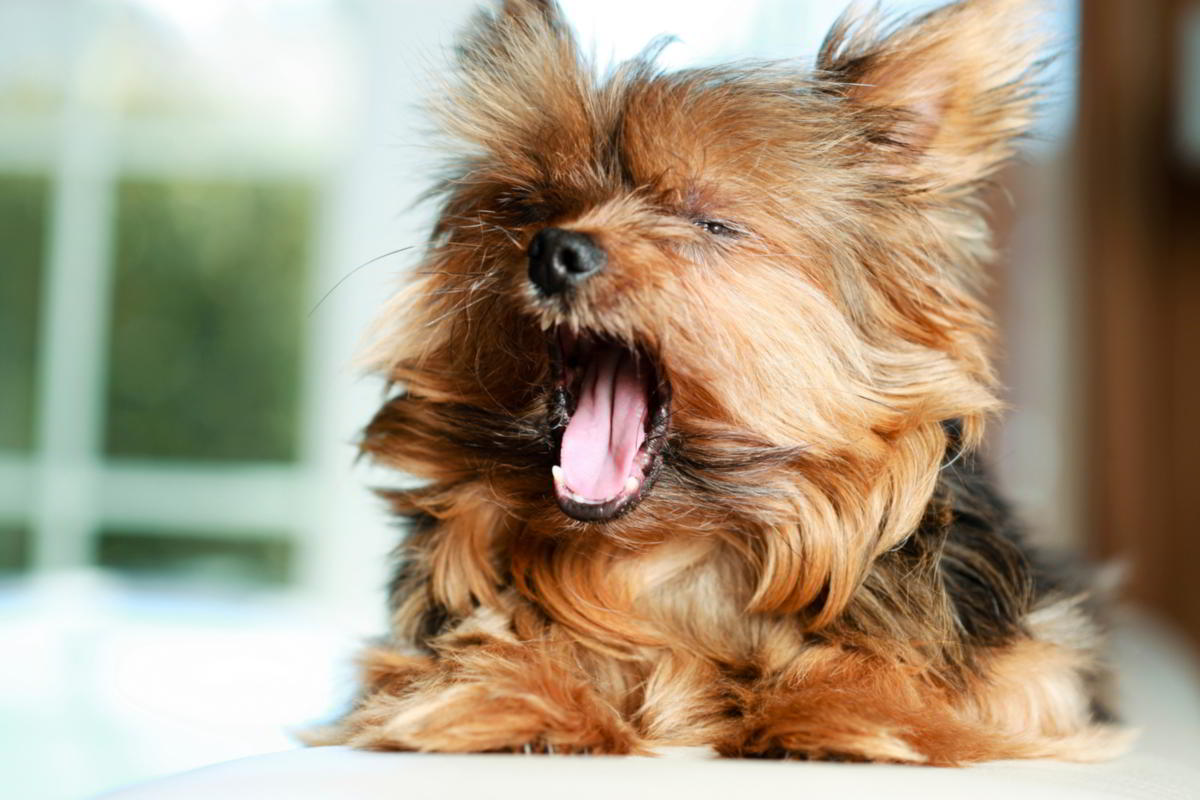 Yorkie Cinsi Köpeğin Dişleri Nasıl Temizlenir
