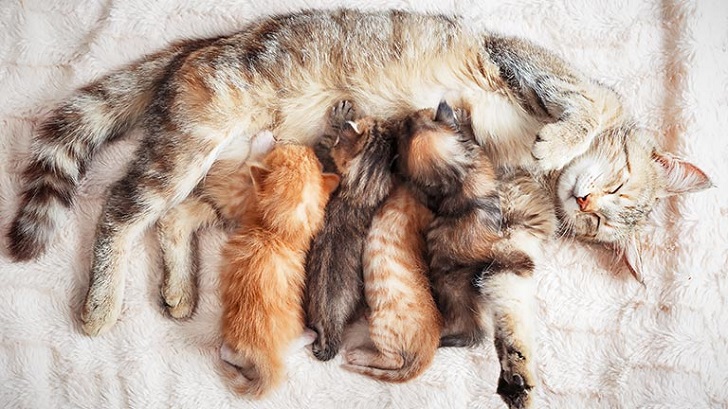 Doğum Sonrası Anne Kedi ve Yavru Kedi Bakımı