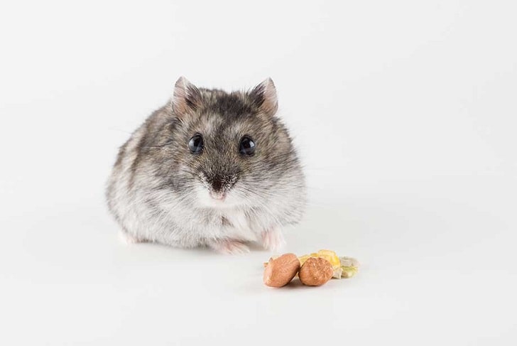 Hamster Dişi Mi Erkek Mi Nasıl Anlaşılır (Çin Chinese Hamsterları)