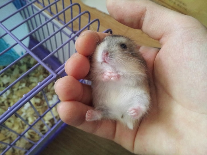 Hamster Dişi Mi Erkek Mi Nasıl Anlaşılır?