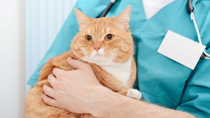 Kızgınlık Dönemindeki Dişi Kedi Nasıl Sakinleştirilir?