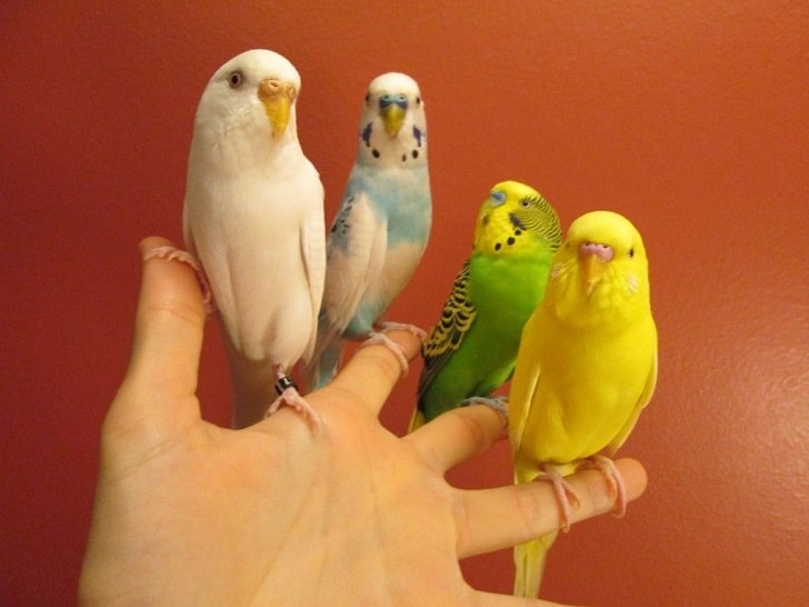 Kuş Bakımı (Kafes Dışına Çıkarmak için Oda Güvenliğini Kontrol Etmek)