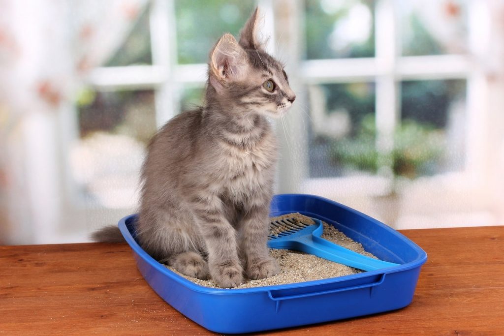 Yavru Kedi Tuvalet Eğitimi Nasıl Verilir (Doğru Kum Kabı Seçimi-Büyük Kum Kabı Seçin)