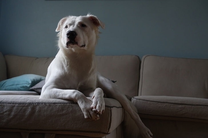 Köpek Piresi Nasıl Temizlenir