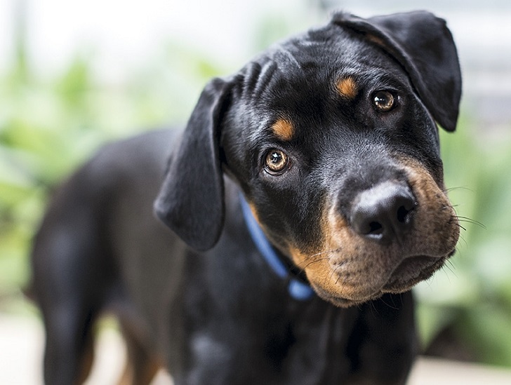 Köpeklerde Vestibüler Hastalık